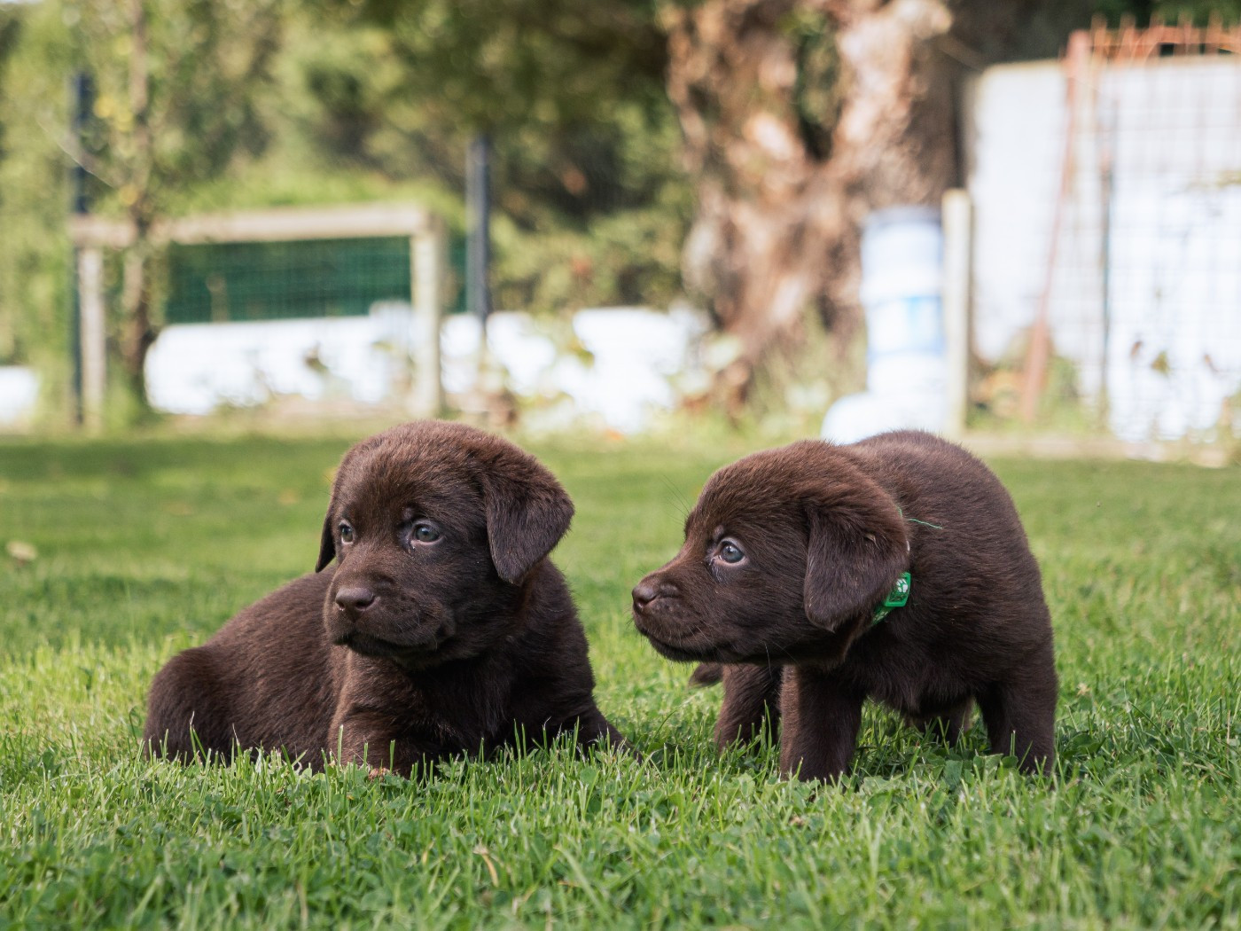 chiots nés chez nous