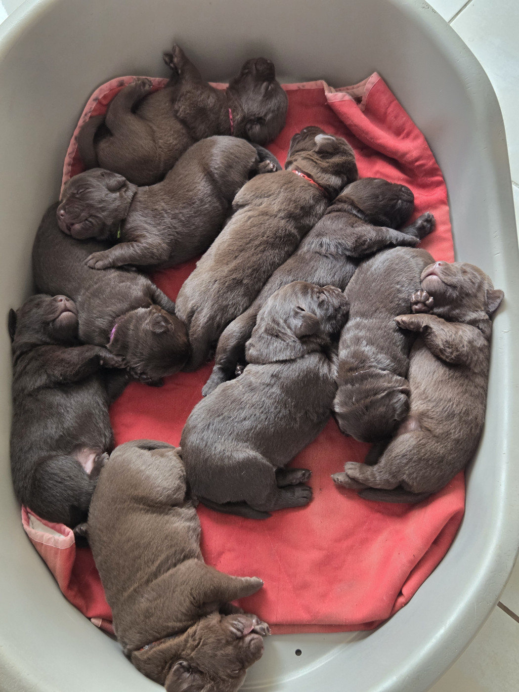 Chiot Labrador Retriever Priscillia Bouton