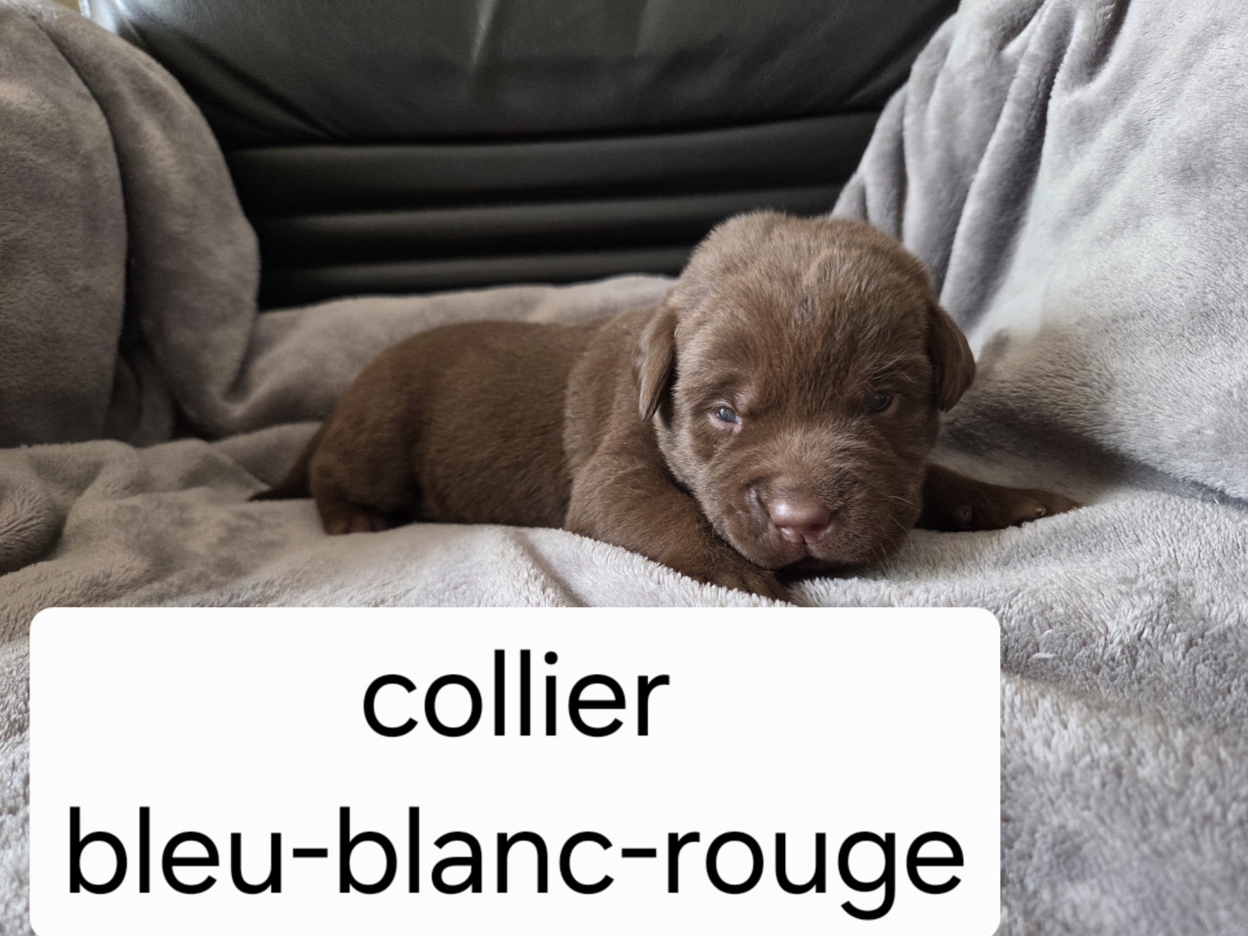 Priscillia Bouton - Chiots disponibles - Labrador Retriever