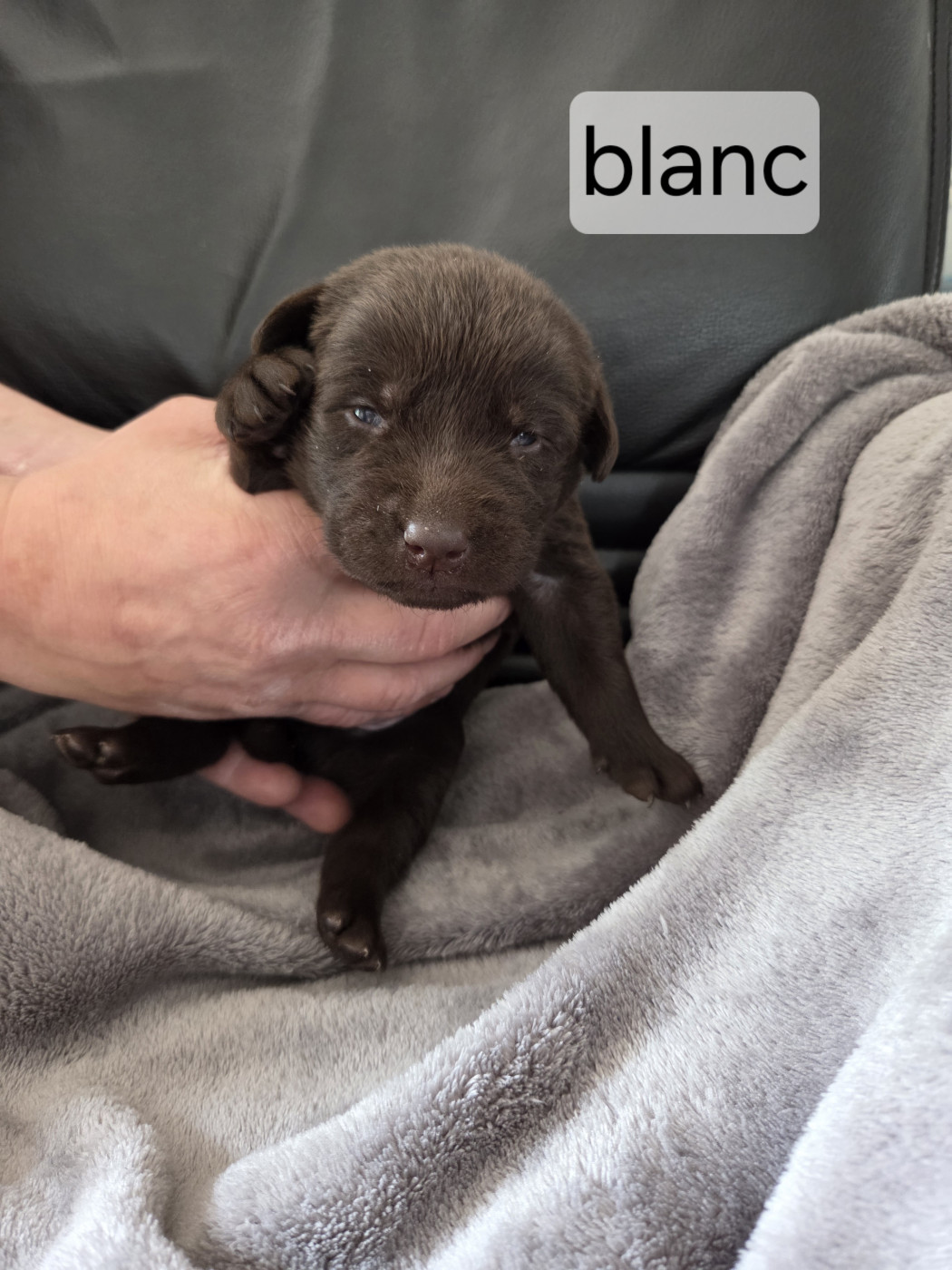 Priscillia Bouton - Chiots disponibles - Labrador Retriever