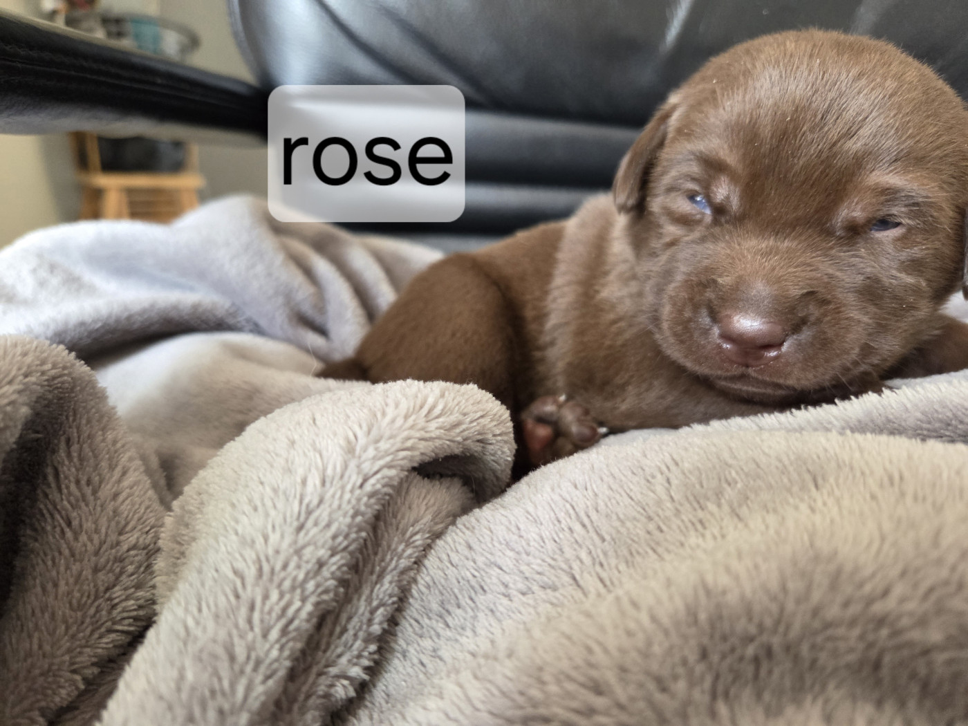 Priscillia Bouton - Chiots disponibles - Labrador Retriever