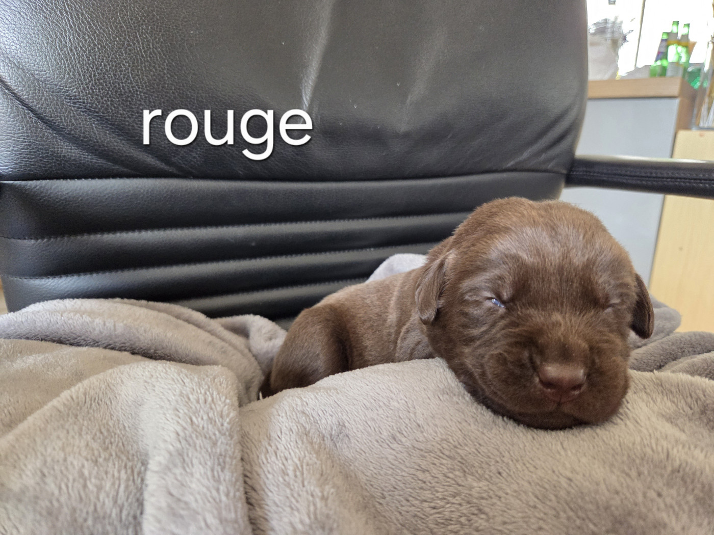 Priscillia Bouton - Chiots disponibles - Labrador Retriever