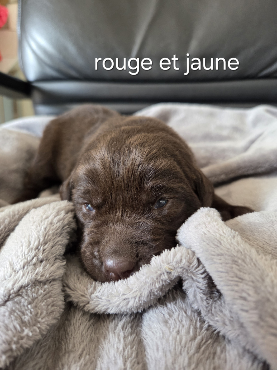 Priscillia Bouton - Chiots disponibles - Labrador Retriever