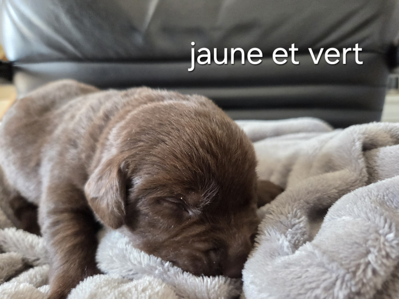 Priscillia Bouton - Chiots disponibles - Labrador Retriever