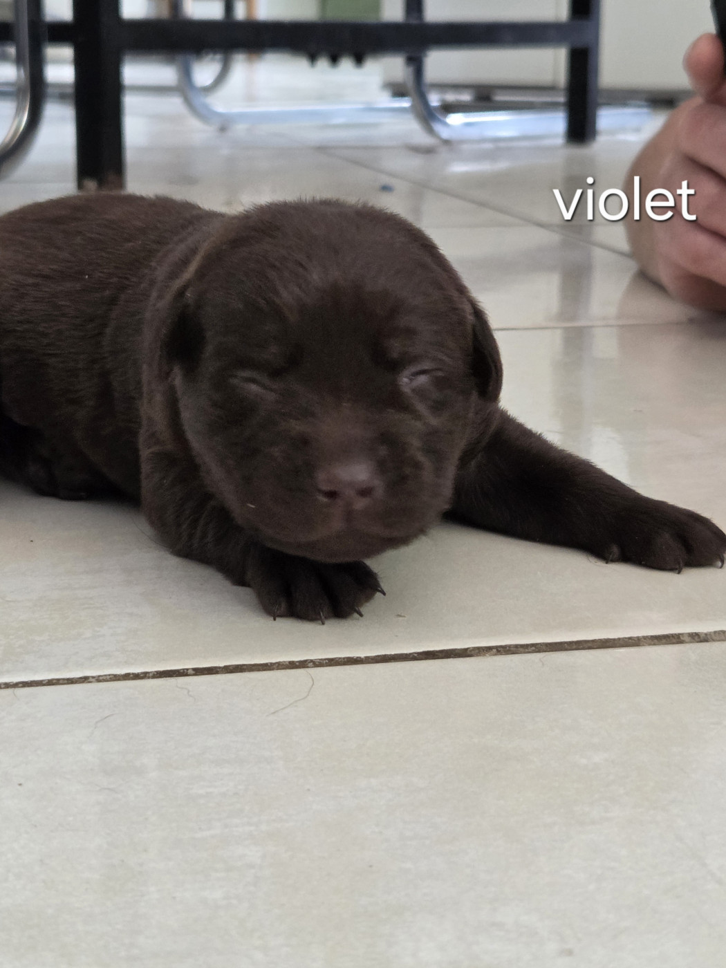 Priscillia Bouton - Chiots disponibles - Labrador Retriever