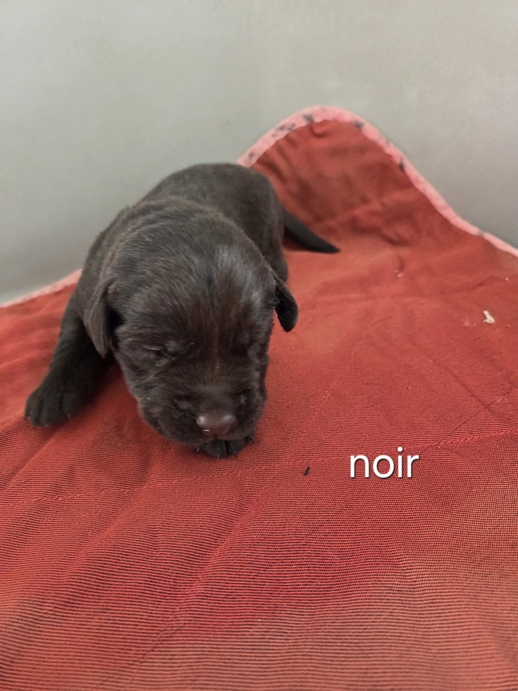 Priscillia Bouton - Chiots disponibles - Labrador Retriever