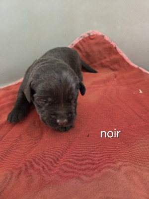 Chiot N°10